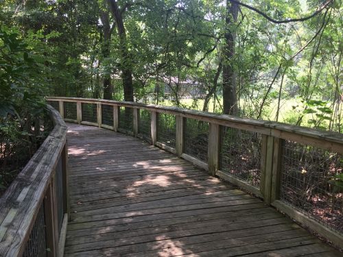 A wooden boardwalk curves through a lush, green forest, surrounded by trees and dappled sunlight.