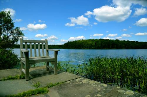A wooden bench by a serene lake, surrounded by lush greenery and a clear blue sky with fluffy clouds.