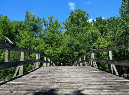 A wooden bridge leads into a lush green forest under a bright blue sky.