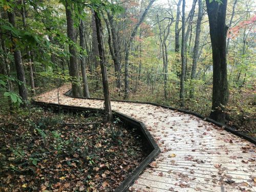 A winding wooden boardwalk through a forest, surrounded by trees and scattered autumn leaves.