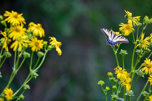 A butterfly perched on vibrant yellow flowers in a lush green setting.