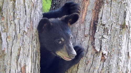 A black bear cub peeks out from behind a tree trunk, with its paws resting on the bark.