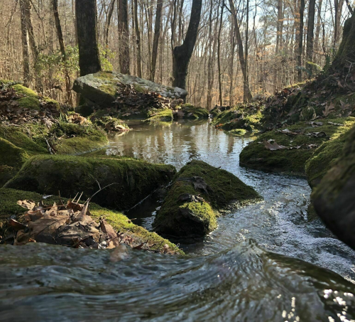 A serene stream flows over moss-covered rocks in a wooded area, surrounded by trees and fallen leaves.
