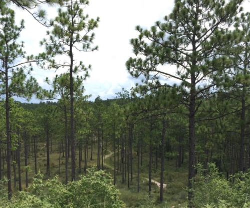 A lush forest of tall pine trees with a winding path visible in the distance under a cloudy sky.