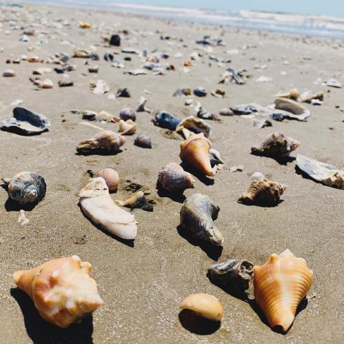 A sandy beach scattered with various seashells and small stones, with the ocean visible in the background.