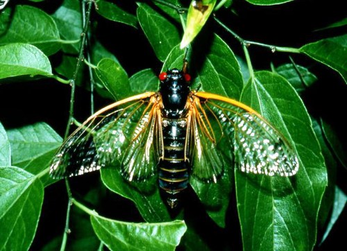 A close-up of a cicada perched on green leaves, showcasing its large wings and vibrant colors.