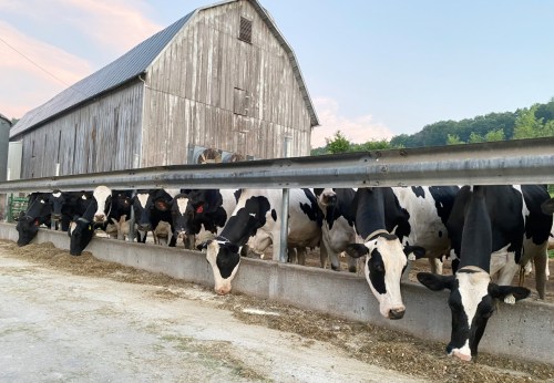 A herd of black and white cows feeding at a trough in front of a rustic barn at sunset.