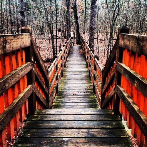 A wooden bridge with orange railings leads through a forest of bare trees and fallen leaves.