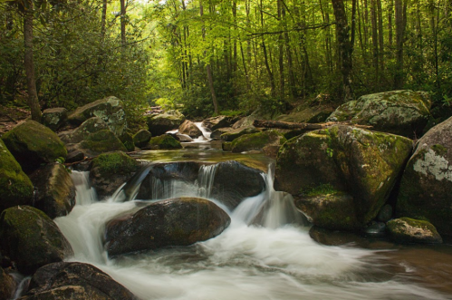 A serene forest scene featuring a flowing river over smooth rocks, surrounded by lush green trees.