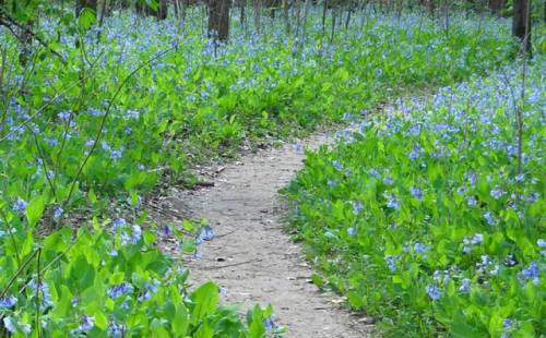 A winding dirt path surrounded by vibrant blue flowers and lush green foliage in a serene forest setting.