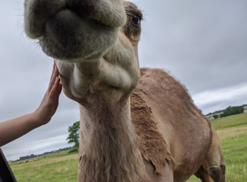 A close-up of a camel's face with a hand gently touching it, set against a cloudy sky and green field.