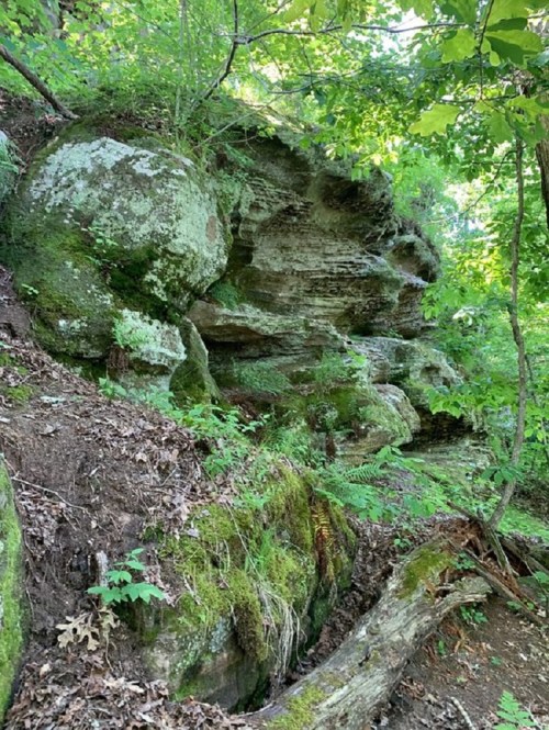 A rocky outcrop covered in moss and surrounded by lush green foliage in a forested area.