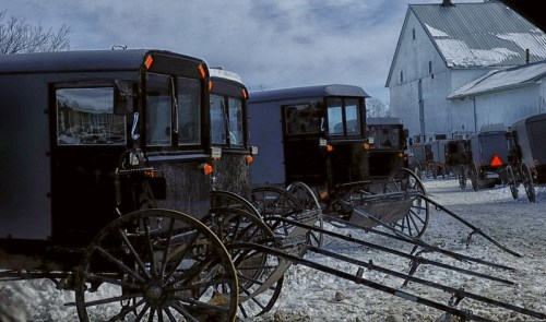 A row of black horse-drawn buggies parked on snowy ground near a white barn.