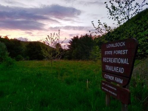Sign for Loyalsock State Forest Recreational Trailhead at sunset, surrounded by lush greenery and trees.