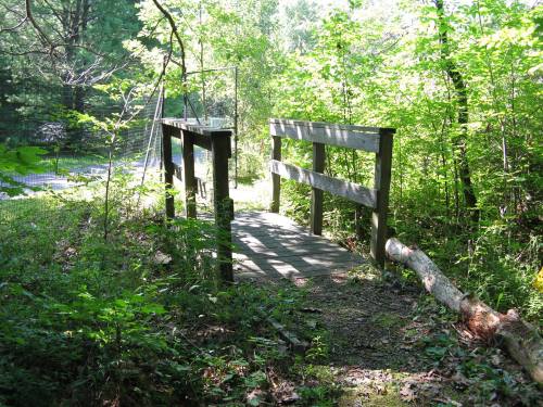 A wooden bridge surrounded by lush greenery, leading into a sunlit forest path.