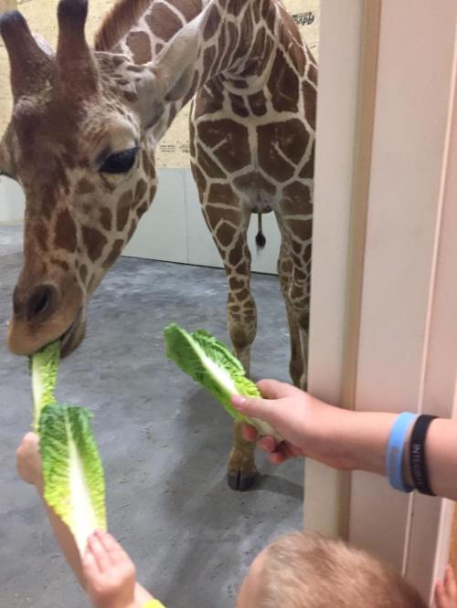 A giraffe is eating lettuce held by a child and an adult in a zoo setting.