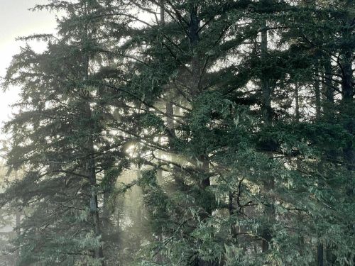 Sunlight filters through dense evergreen trees in a misty forest, creating a serene and tranquil atmosphere.