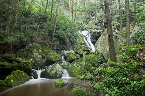 A serene forest scene featuring a waterfall cascading over rocks, surrounded by lush greenery and moss-covered boulders.