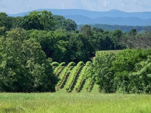 Lush green vineyard rows stretch across a hillside, framed by trees and distant mountains under a clear blue sky.