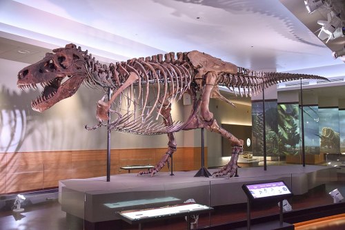 A mounted skeleton of a Tyrannosaurus rex displayed in a museum, showcasing its large skull and powerful limbs.