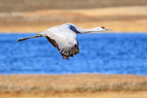A sandhill crane in flight over a blue lake, with a blurred landscape of grass and earth in the background.