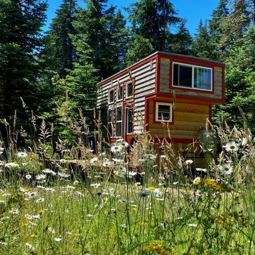 A small, modern cabin surrounded by tall trees and wildflowers under a clear blue sky.
