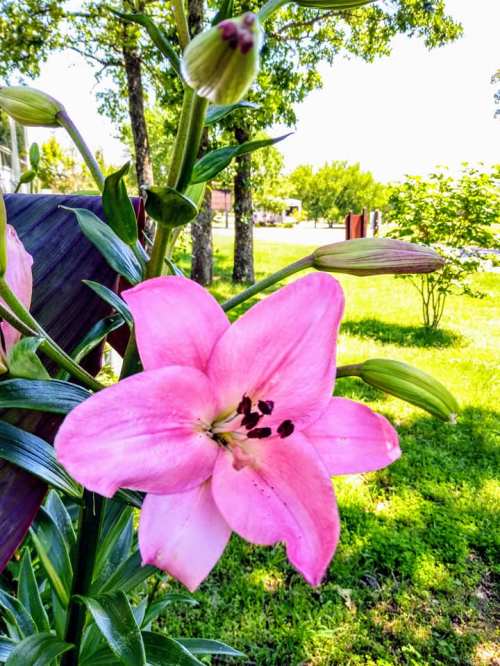 A close-up of a pink lily flower with green buds, set against a sunny garden background.