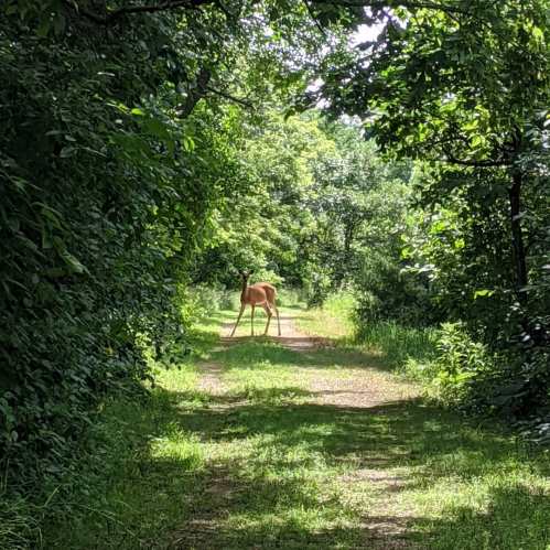 A deer stands on a grassy path surrounded by lush green trees and foliage.