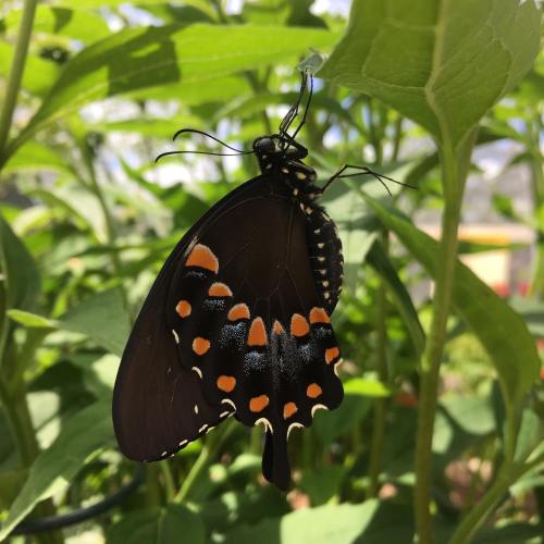 A black butterfly with orange and white markings resting on a green leaf among lush foliage.
