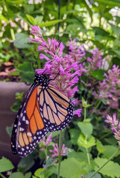 A monarch butterfly perched on vibrant pink flowers in a lush green garden.