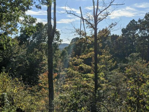 A scenic view of a forest with trees and distant hills under a clear blue sky.