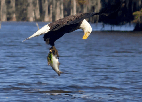 A bald eagle swoops down over water, clutching a fish in its talons.