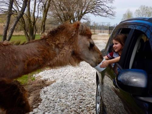 A child feeding a camel from a car window in a natural setting with trees in the background.