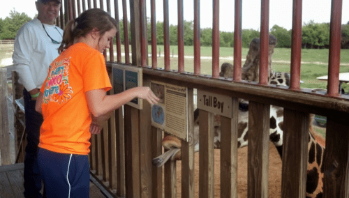 A girl in an orange shirt feeds a giraffe at a petting zoo, with a man smiling in the background.