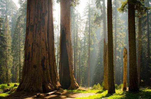 Sunlight filters through tall trees in a serene forest, highlighting the majestic trunks of giant sequoias.
