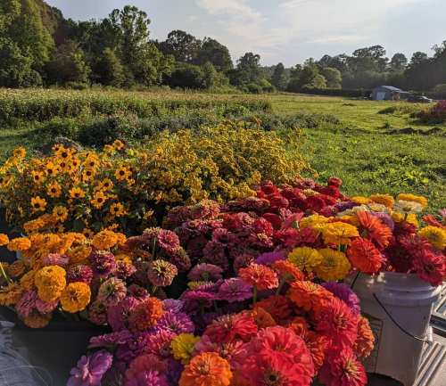 A vibrant field of colorful flowers, including orange, pink, and yellow blooms, under a clear blue sky.