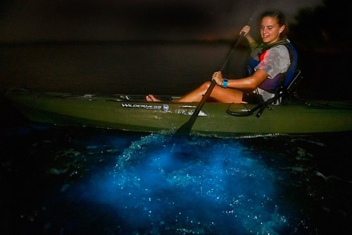 A person kayaking at night, with glowing blue water illuminated around the kayak.