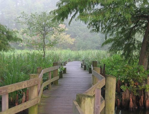 A wooden boardwalk leads through lush greenery and misty trees in a serene wetland setting.
