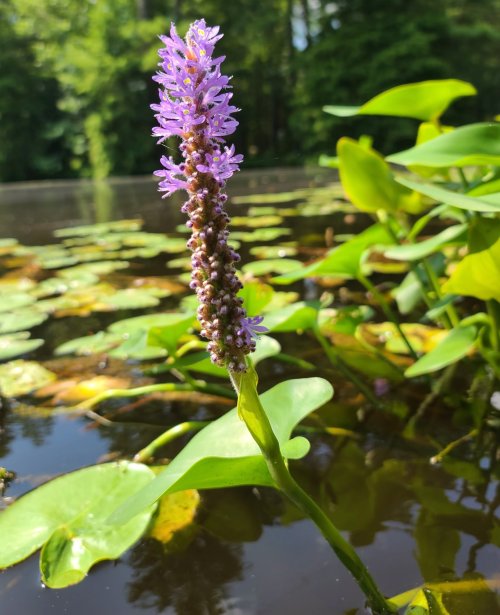 A tall purple flower with a spike of blossoms rises above green lily pads in a tranquil pond.