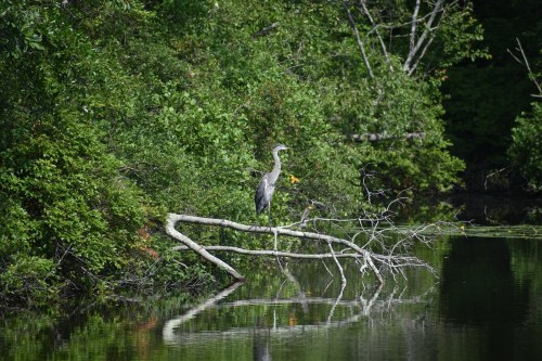 A heron stands on a branch over a calm, reflective water surface, surrounded by lush green foliage.