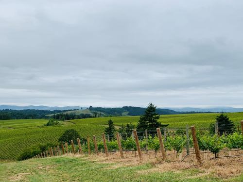 A scenic vineyard landscape with rows of grapevines, rolling hills, and a cloudy sky in the background.