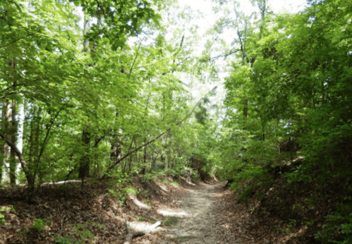 A sunlit forest path surrounded by lush green trees and foliage, with a dirt trail winding through the scenery.