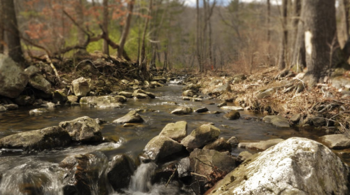 A serene stream flows over rocks in a wooded area, surrounded by trees and gentle greenery.