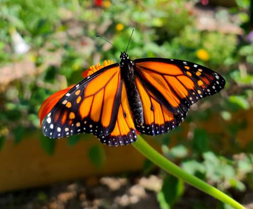 A vibrant monarch butterfly with orange and black wings perched on a flower in a garden.