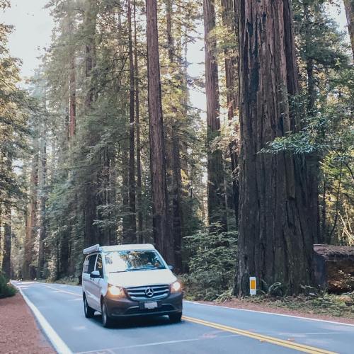 A silver van drives along a winding road surrounded by towering redwood trees in a forest.