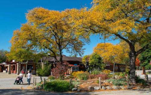 A vibrant autumn scene featuring trees with yellow leaves and a quaint building, with people walking nearby.