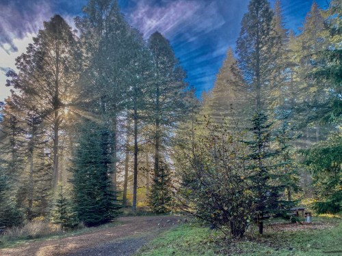 Sunlight filters through tall trees in a misty forest, casting rays and creating a serene, tranquil atmosphere.