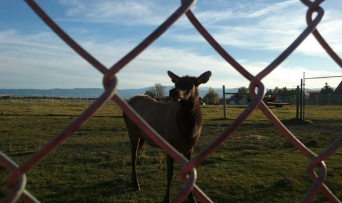 A deer stands behind a chain-link fence in a grassy field under a blue sky with clouds.