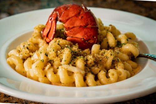 A plate of creamy pasta topped with a lobster claw and breadcrumbs, garnished with herbs.