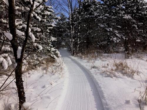 A snowy trail winding through a forest, flanked by snow-covered trees and patches of grass.